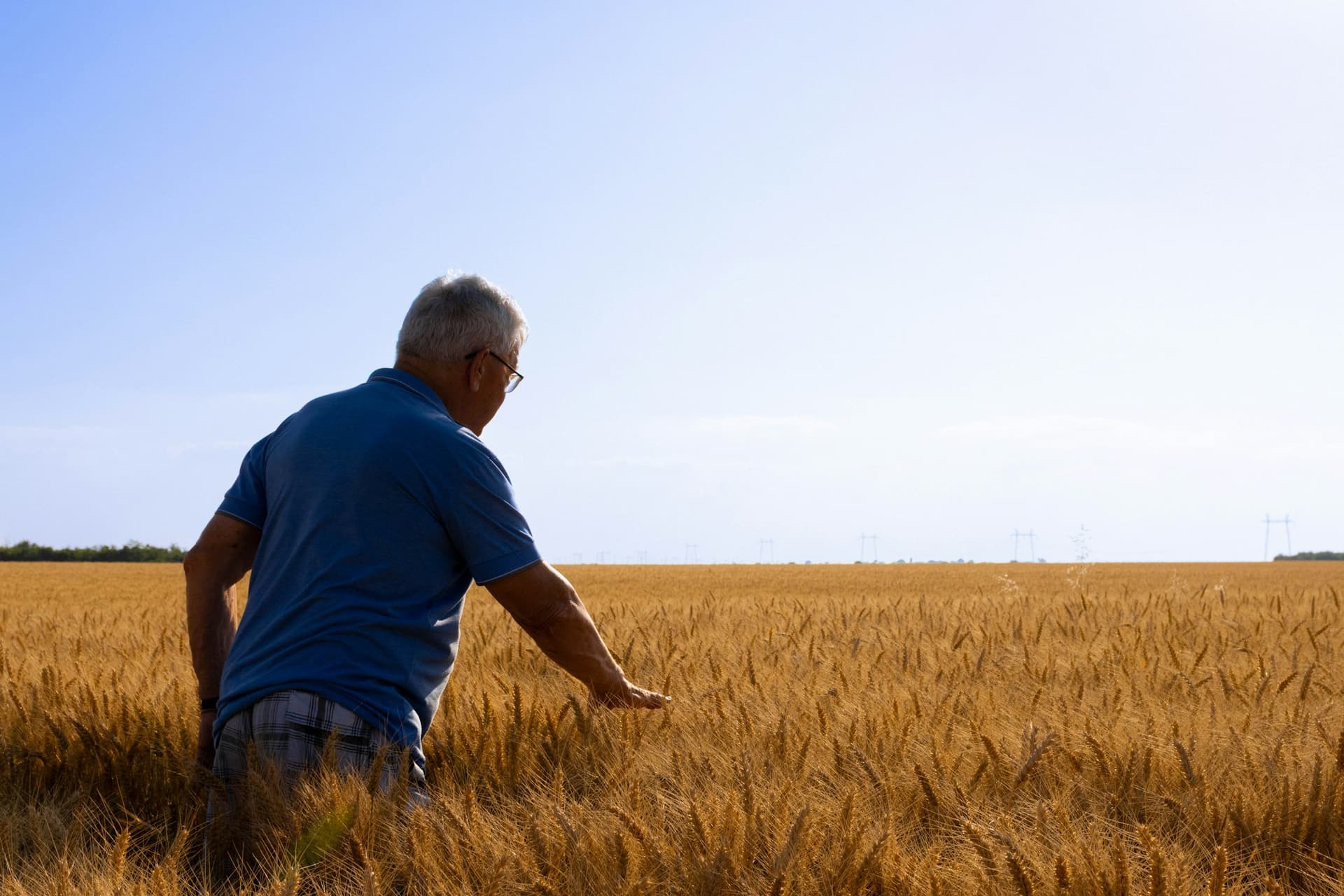 Elderly farmer checking the crop quality in a ripe wheat field