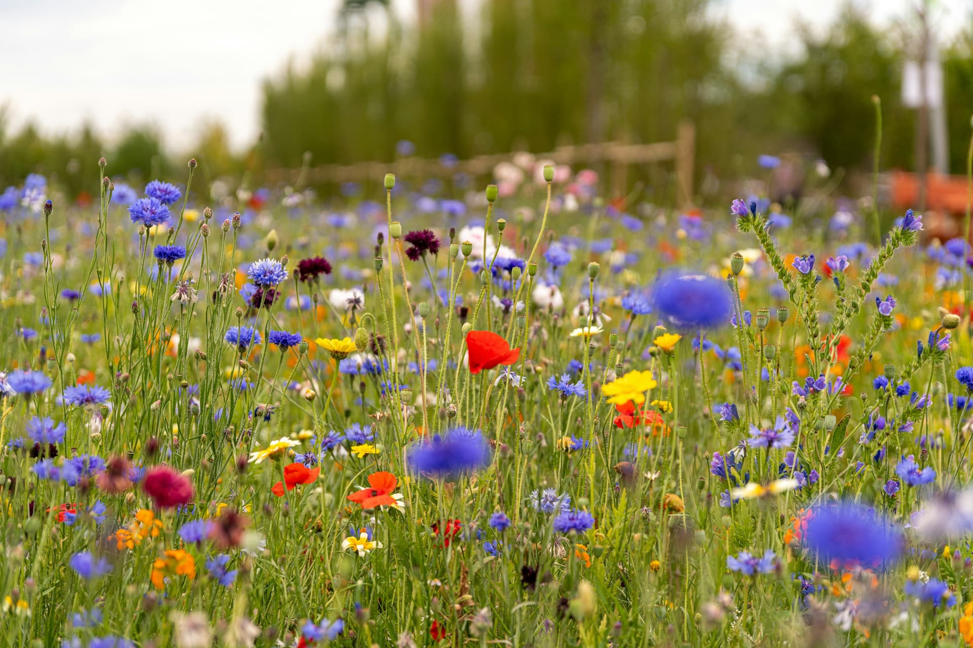 Cornflowers and poppies in a wildflower meadow