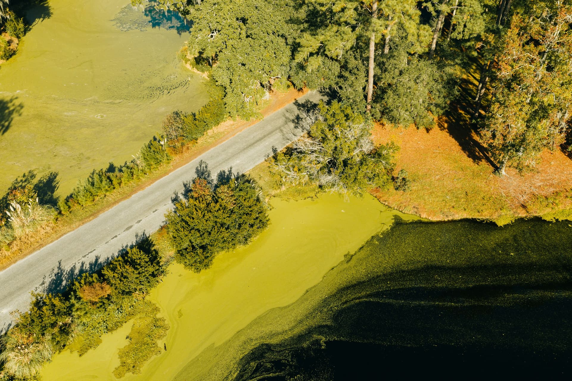 Veduta aerea degli alberi verdi e della strada