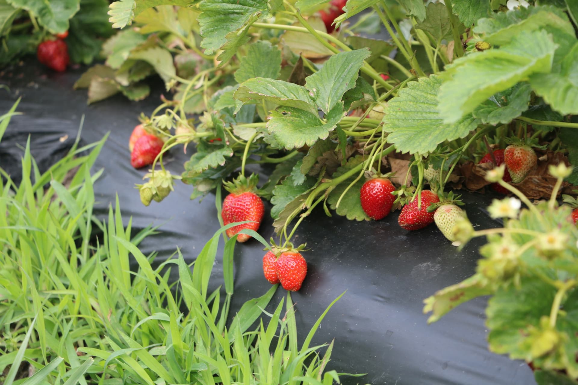 Fragole mature che crescono sulle piante in un campo